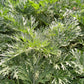 Bio Wermut (Artemisia absinthium) - Topfpflanze