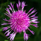 Bio Wiesen-Flockenblume (Centaurea jacea) - Topfpflanze