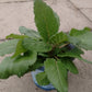 Bio Wiesen-Salbei (Salvia pratensis) - Topfpflanze