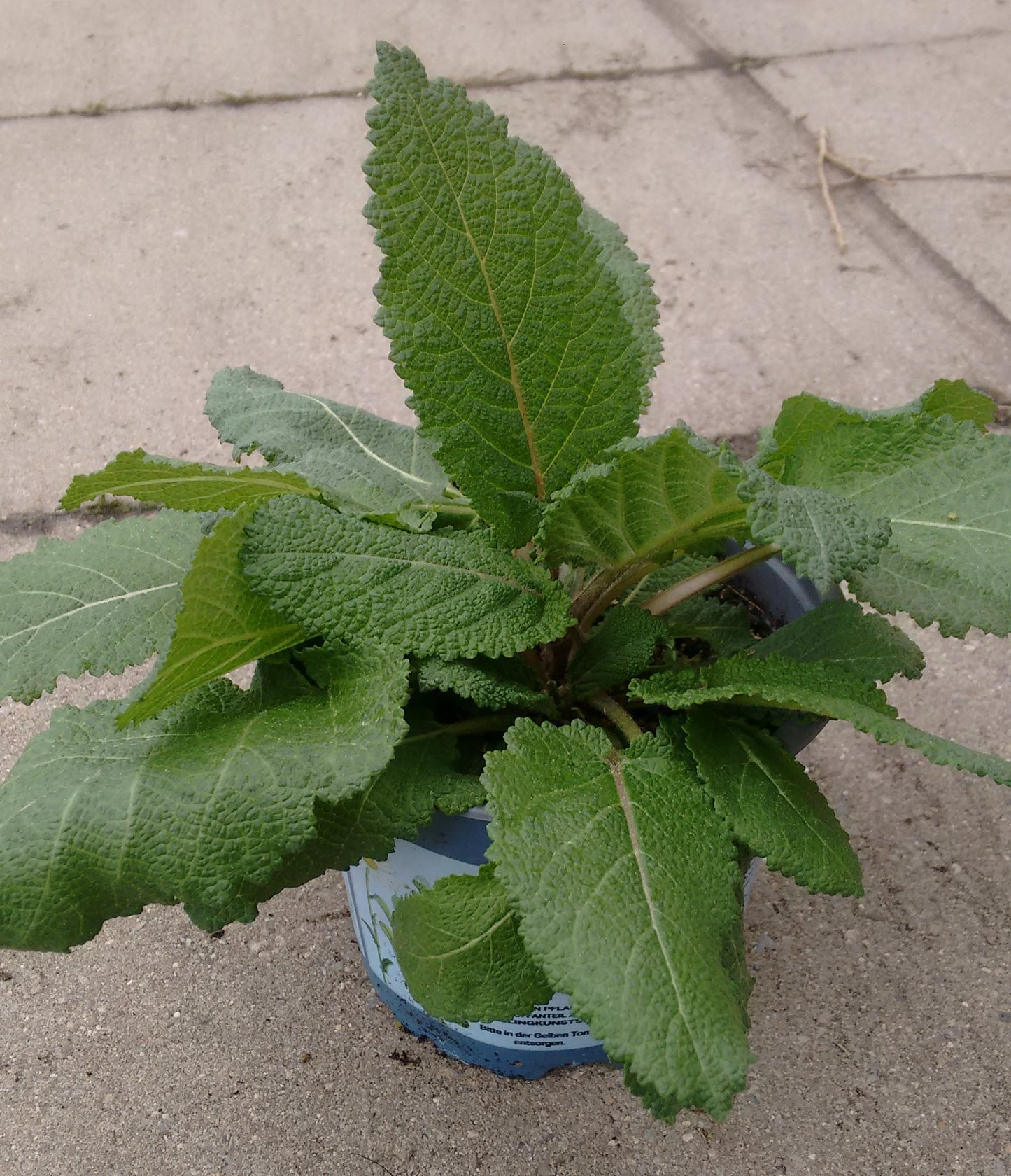 Bio Wiesen-Salbei (Salvia pratensis) - Topfpflanze