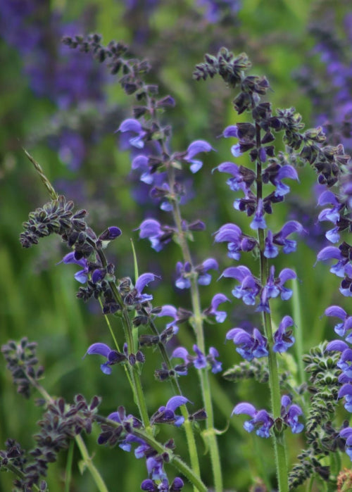 Bio Wiesen-Salbei (Salvia pratensis) - Topfpflanze