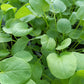 Bio Winterkresse (Barbaraea praecox) - Topfpflanze