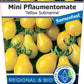 Bio Tomate 'Yellow Submarine' (Solanum lycopersicum) - Topfpflanze, , Versand ab KW17