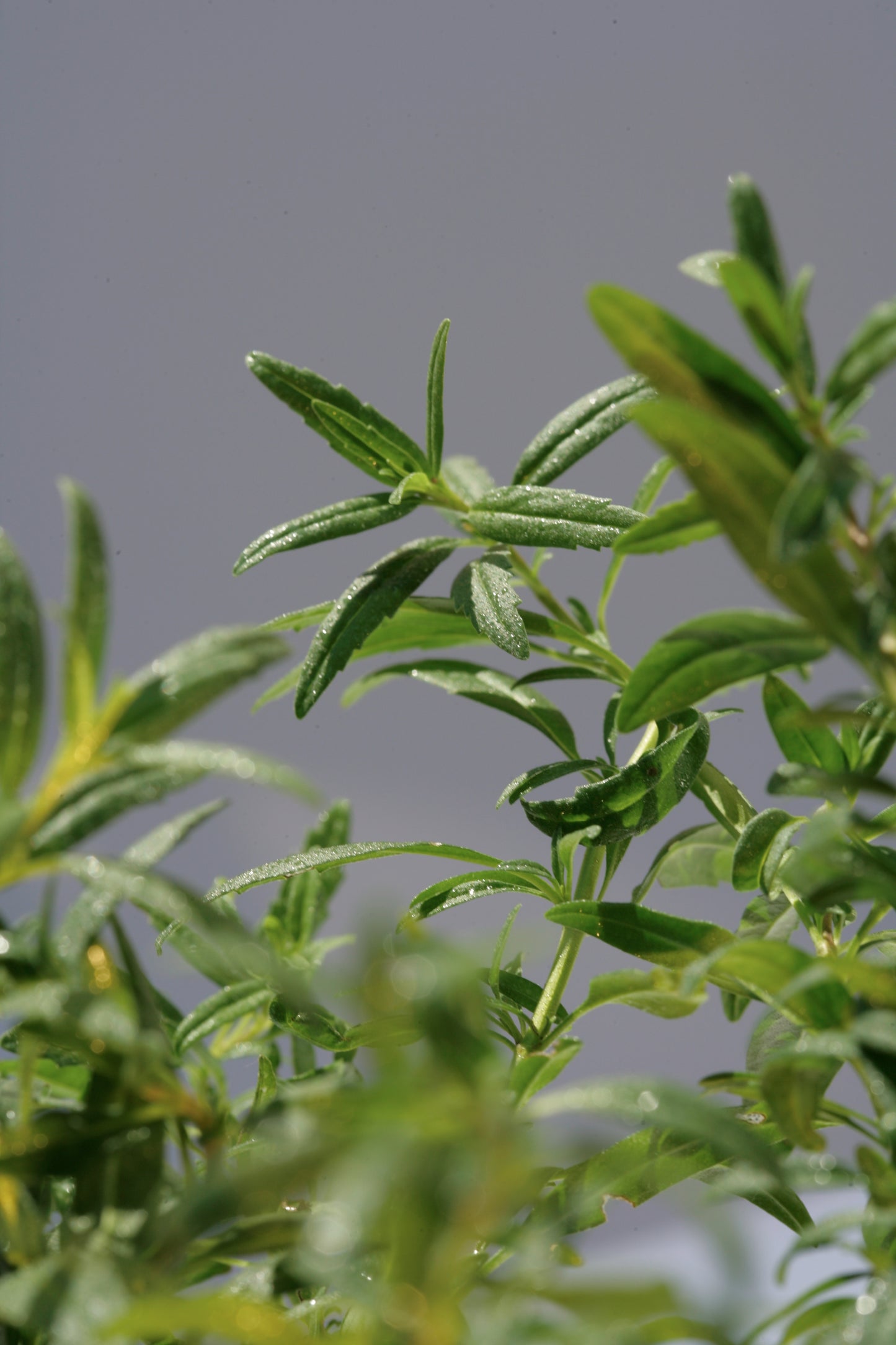 Bio Ysop (Hyssopus officinalis) - Topfpflanze