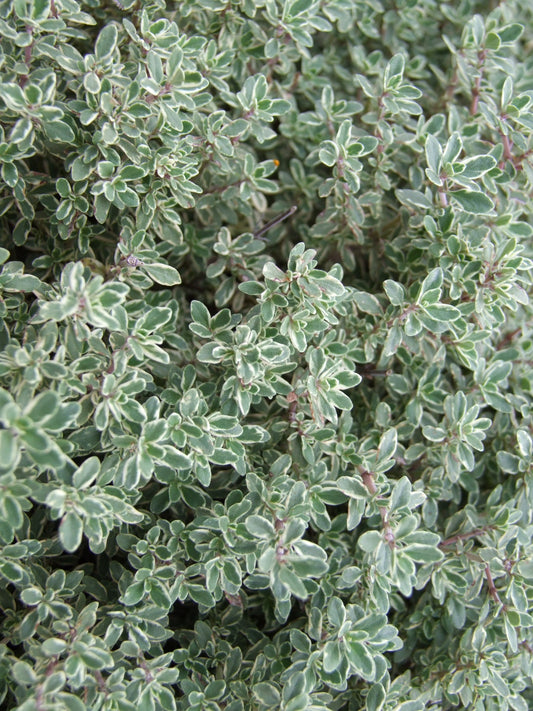 Bio Zitronenthymian "silver queen" (Thymus x citriodorus) - Topfpflanze