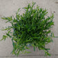 Bio Heide-Nelke (Dianthus deltoides) - Topfpflanze