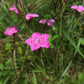 Bio Heide-Nelke (Dianthus deltoides) - Topfpflanze